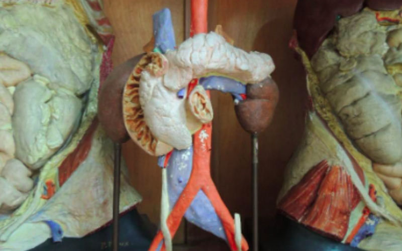 Colección A. Nicolas de modelos anatómicos.Fotografía de un órgano humano realizado en yeso y pintado al óleo